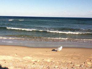 New Jersey shoreline with a seagull standing on the beach